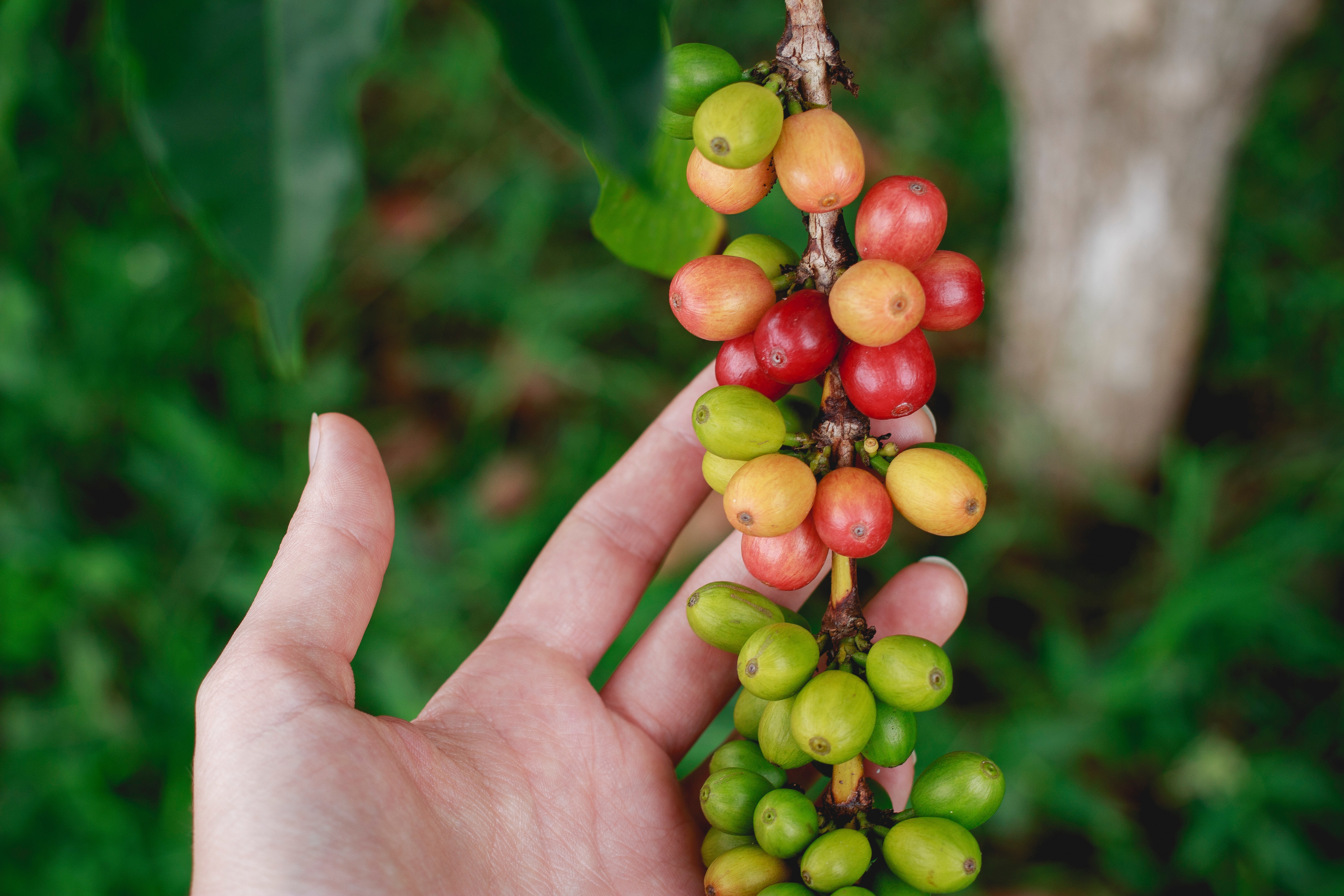 コーヒー品種】カトゥーラ (カツーラ) とは？ – 地球はコーヒーで回っ