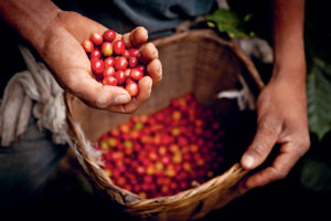 Coffee cherry in a basket