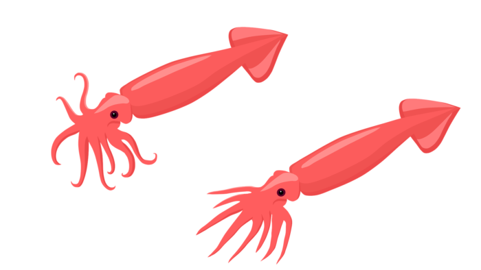 Two squid